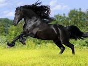 Armasar negru