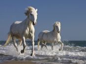Cai albi pe plaja