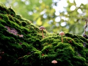 Ciupercute in padure