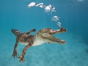 Crocodil sub apa