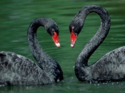 Cuplu de lebede negre