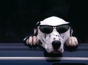 Dalmatian cool cu ochelari