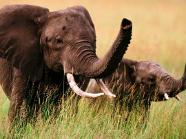 Doi elefanti (click to view)