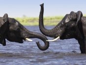 Elefanti in apa