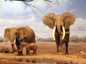 Familie de elefanti