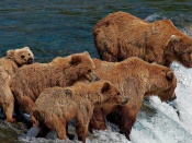 Familie de ursi in apa