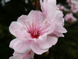 Floare de primavara (click to view)