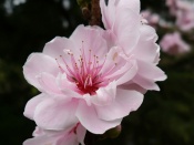 Floare roz