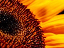 Floarea soarelui (click to view)
