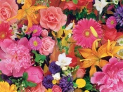 Flori diferite si colorate