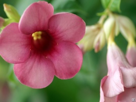 Flori frumoase (4) (click to view)