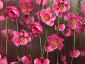 Floricele roz
