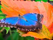 Fluture albastru si negru