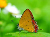Fluture galben