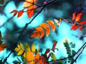 Frunze colorate