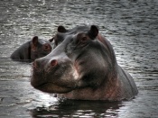 Hipopotam in apa