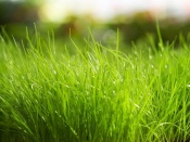 Iarba verde intens