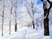 Iarna in parc