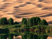 Oaza in desert