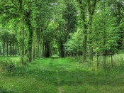 Padure verde