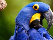 Papagal albastru