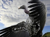 Pasare condor
