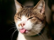 Pisica cu limba scoasa