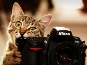 Pisica fotograf