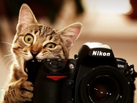 Pisica fotograf (click to view)