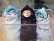 Pisici in hainute