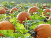 Plantatie de dovlecei