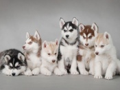 Pui de husky siberian