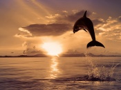 Saritura delfin