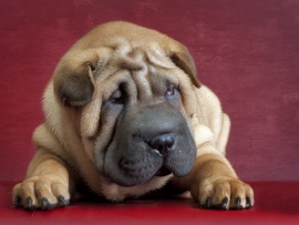 Shar pei (click to view)
