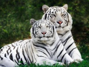 Tigrii albi bengalezi