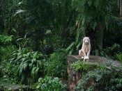 Tigru alb in jungla