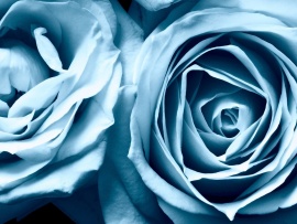Trandafir albastru (click to view)