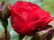 Trandafir rosu