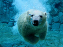 Urs polar sub apa (click to view)