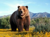Ursul Grizzly