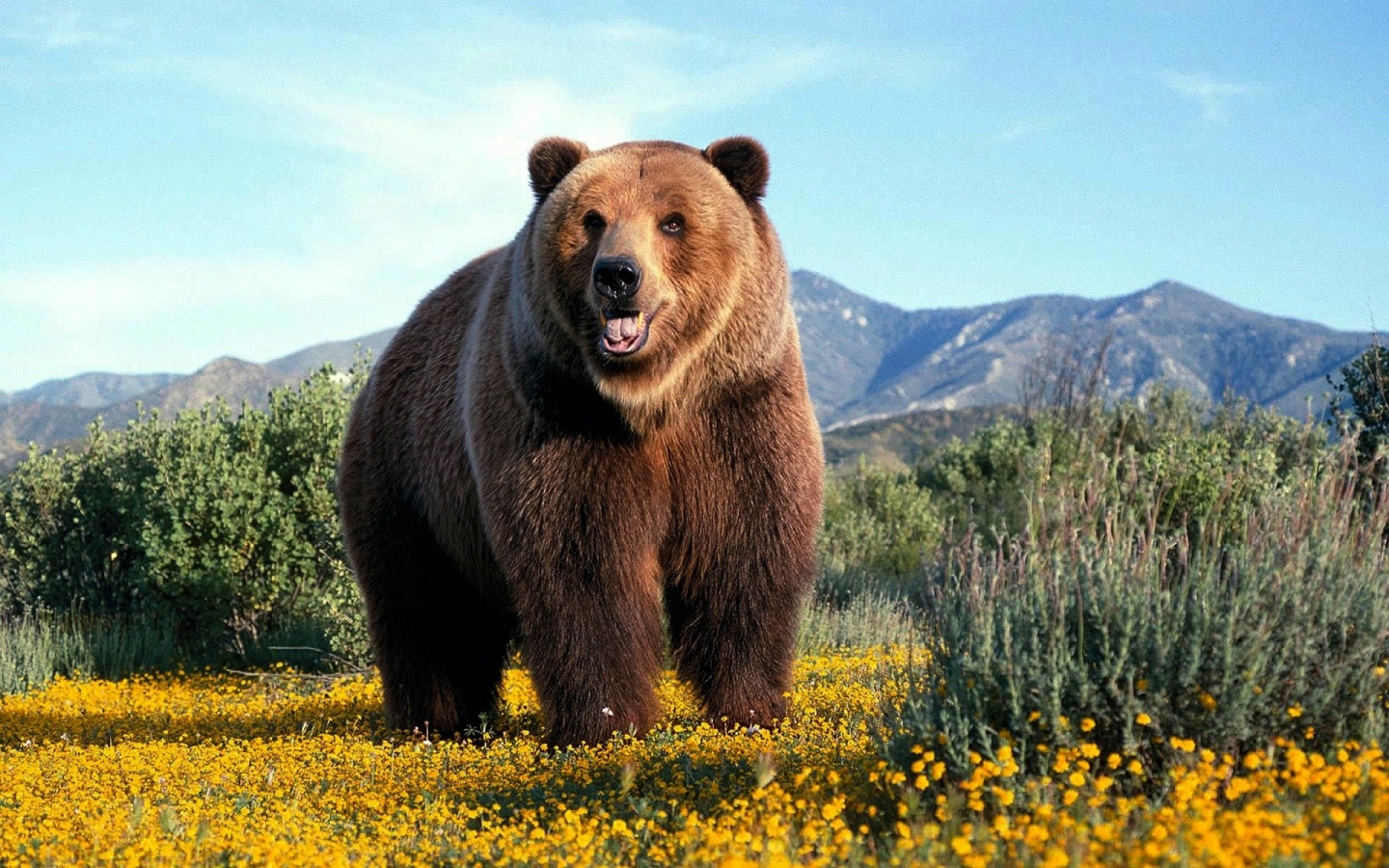 Ursul Grizzly