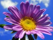 Floare violet