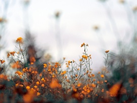 Flori portocalii (click to view)